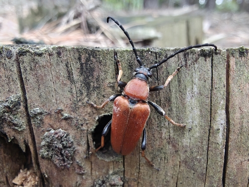 Red Pine Longhorn Beetle