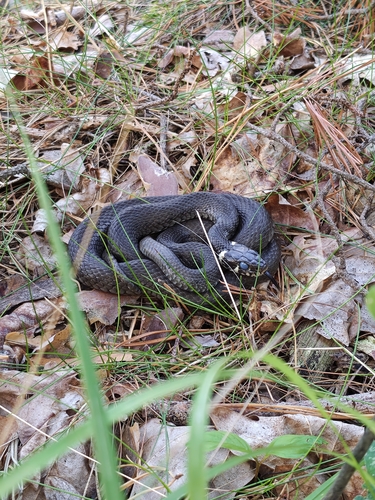 grass snake