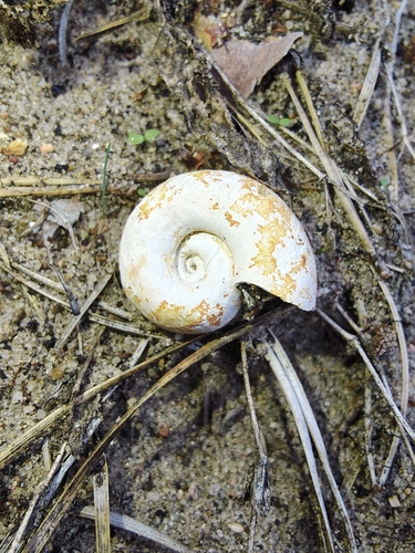 Great Ram's-horn