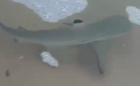Blacktip Reef Shark