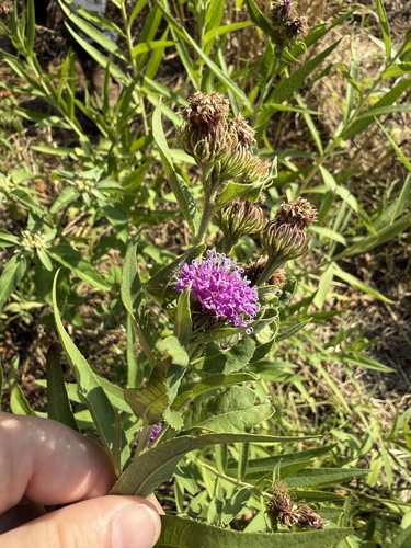 Arkansas Ironweed