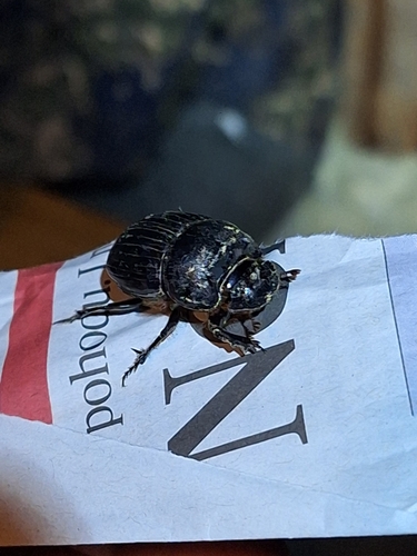 Copris lunaris
