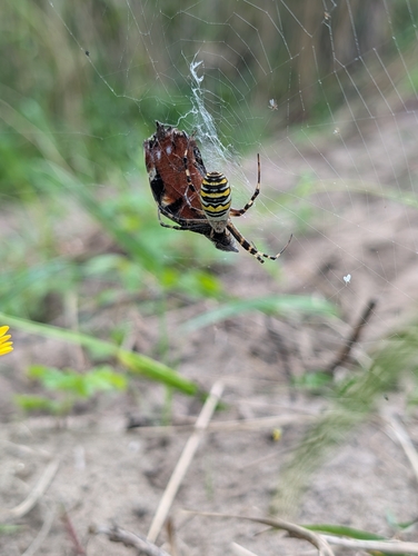 Wasp Spider