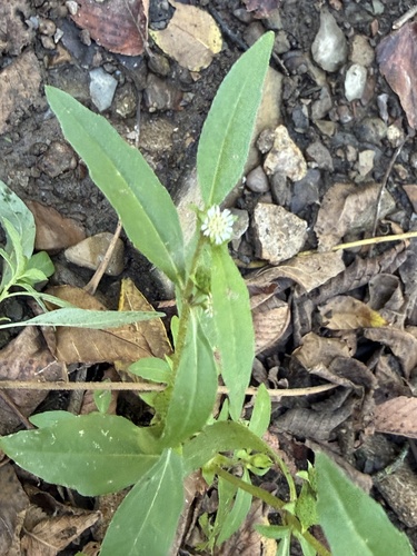 False Daisy