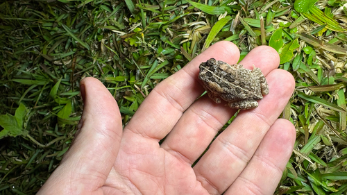Guttural Toad