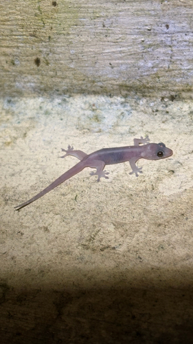 Common Four-clawed Gecko