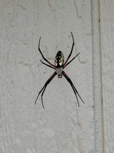 Yellow Garden Spider