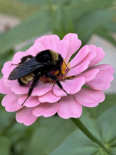 American Bumble Bee