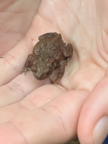 European Toad