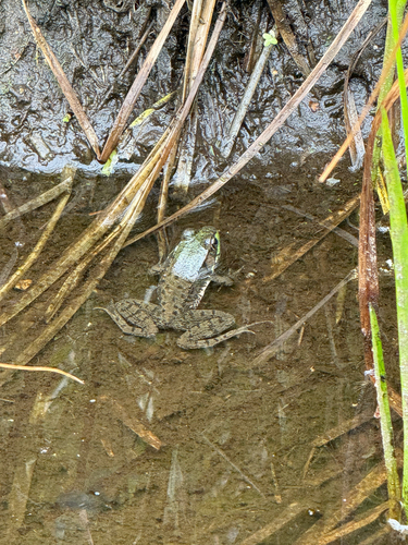Green Frog