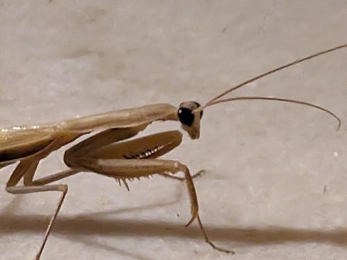European Mantis