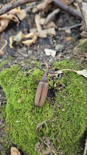 grain support beetle