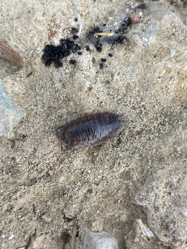 Swift Woodlouse