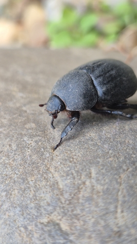 Pentodon idiota