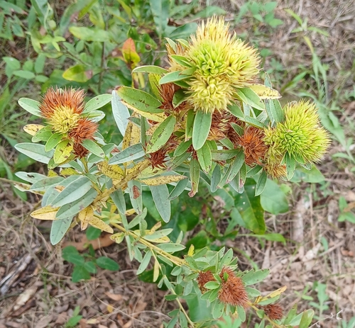 round-headed bush clover