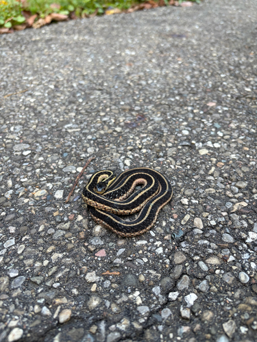 Common Garter Snake
