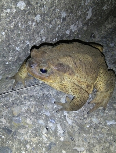 European Toad