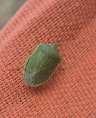 Southern Green Stink Bug