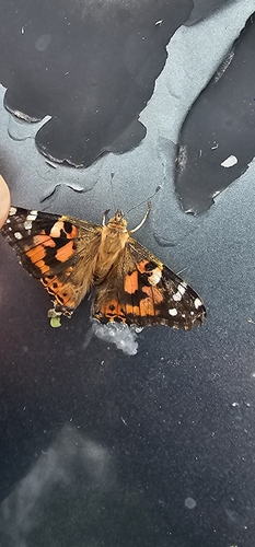 Painted Lady