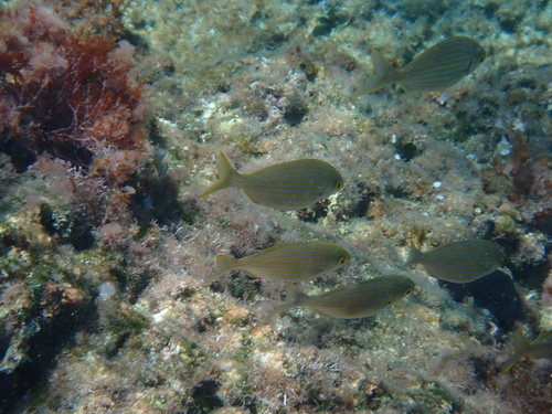 Salema Porgy