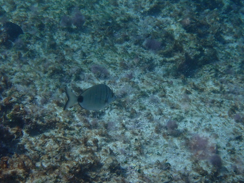 Sharpsnout Seabream