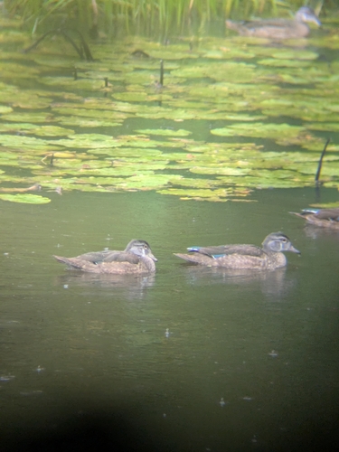 Wood Duck