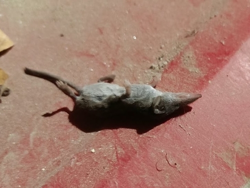 Pygmy White-toothed Shrew