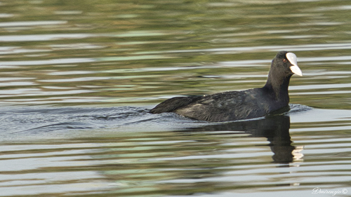 Eurasian Coot