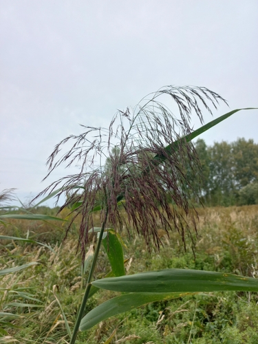 common reed