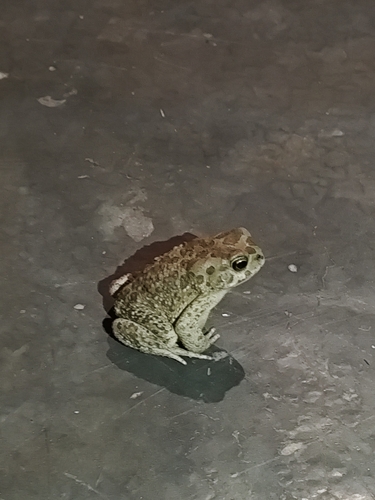 Mauritanian Toad