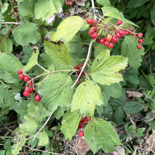 guelder-rose