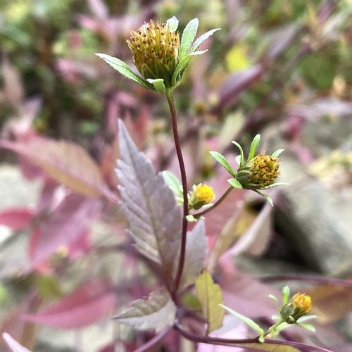 Devil's Beggarticks
