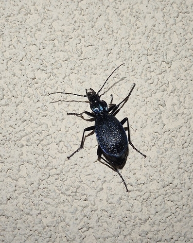 Blue Ground Beetle