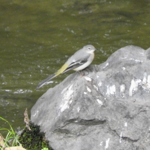 Grey Wagtail