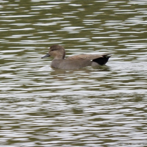Gadwall
