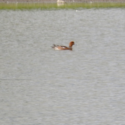 Eurasian Wigeon