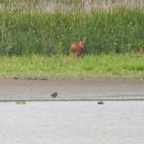 Western Roe Deer