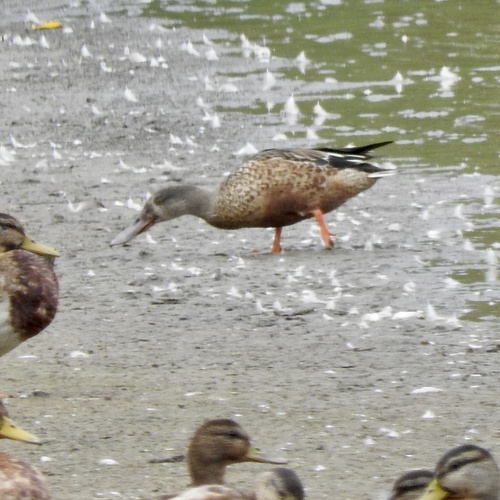Northern Shoveler