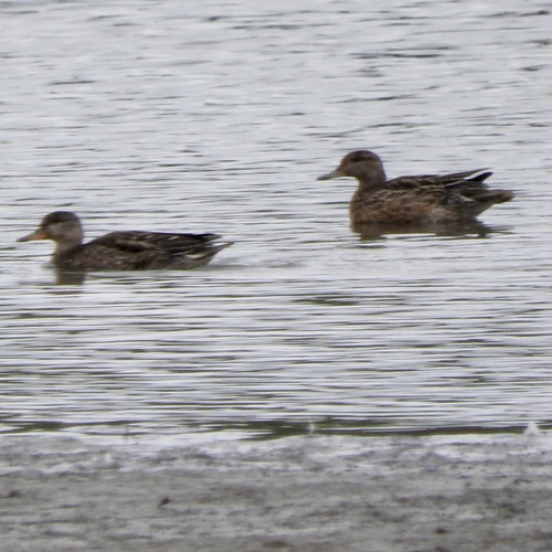 Green-winged Teal