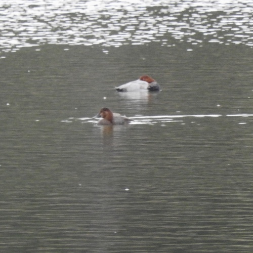 Common Pochard