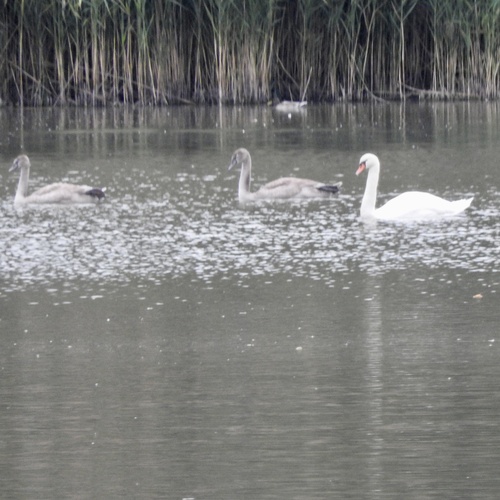 Mute Swan
