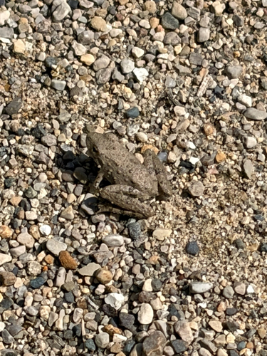 Blanchard's Cricket Frog