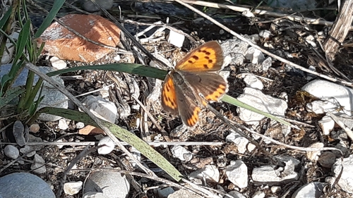 Small Copper