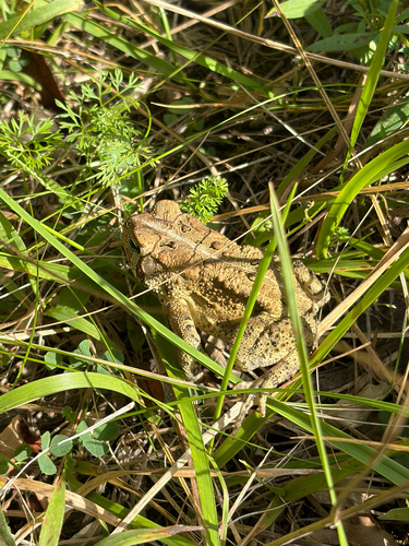 American Toad