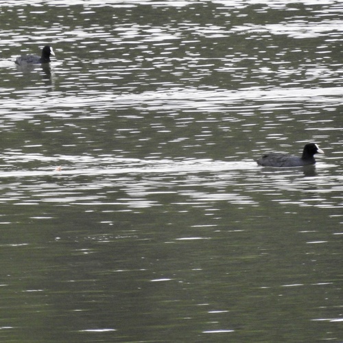 Eurasian Coot