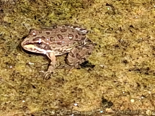Iberian Green Frog