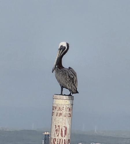 Brown Pelican