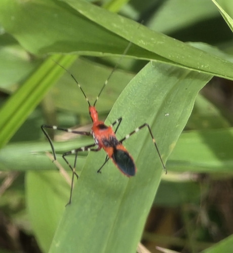 Milkweed Assassin Bug