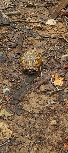 Eastern Box Turtle