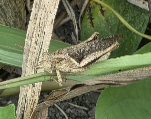 Abracris flavolineata